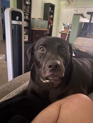 Reunited Female Dog last seen Tangerine Blvd and Mango Blvd, West Palm Beach, FL 33412