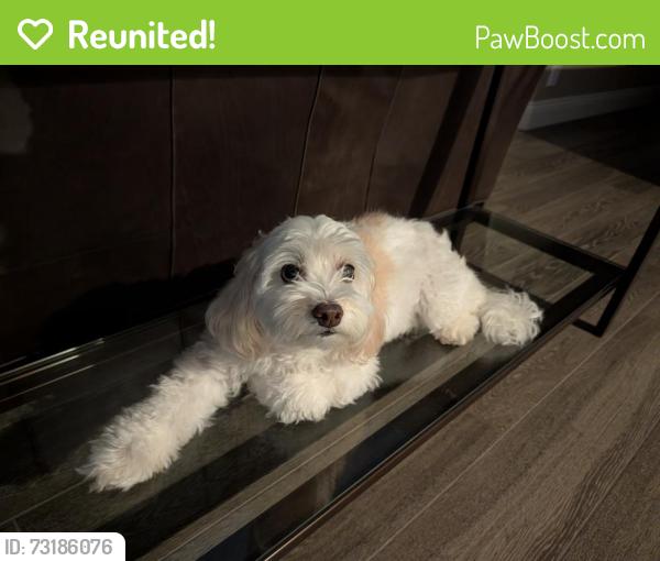 Reunited Female Dog last seen Sunnybrae dr., Martinez, CA 94553