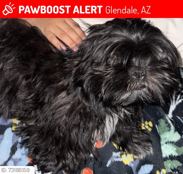 Lost Male Dog last seen 89th ave and Coolidge, Glendale, AZ 85037