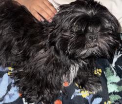 Lost Male Dog last seen 89th ave and Coolidge, Glendale, AZ 85037