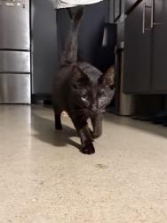 Found/Stray Male Cat last seen Windermere park, La Mirada,California, La Mirada, CA 90638