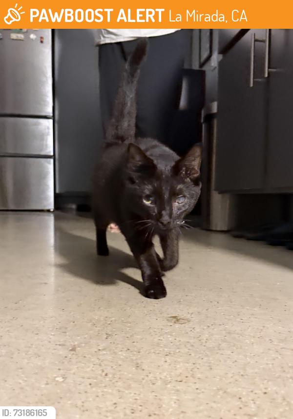 Found/Stray Male Cat last seen Windermere park, La Mirada,California, La Mirada, CA 90638