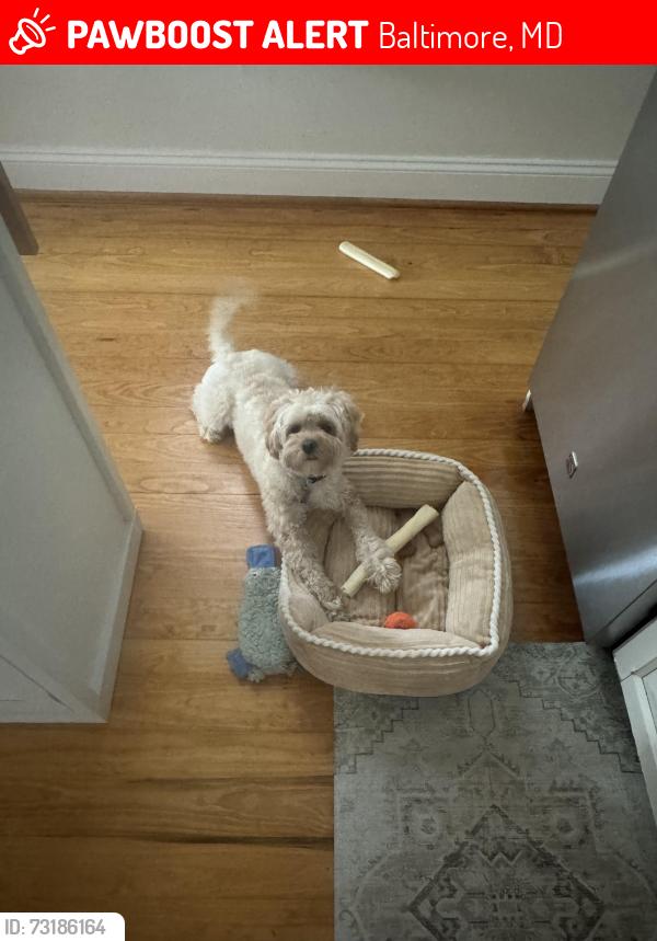 Lost Male Dog last seen Butchers Hill E Lombard Street, Baltimore, MD 21231
