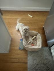 Lost Male Dog last seen Butchers Hill E Lombard Street, Baltimore, MD 21231