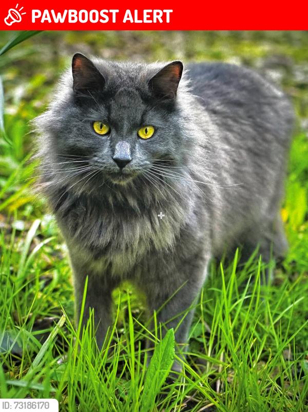 Lost Male Cat last seen Melton, Woodbridge, Suffolk, Melton, England IP12 1LZ
