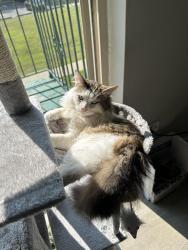 Reunited Male Cat last seen Springhill park, roselle Illinois, Roselle, IL 60172