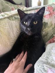 Lost Male Cat last seen Fire station, Discovery Harbor, HI 96772