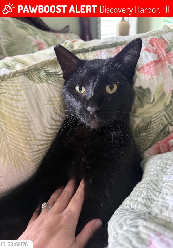Lost Male Cat last seen Fire station, Discovery Harbor, HI 96772