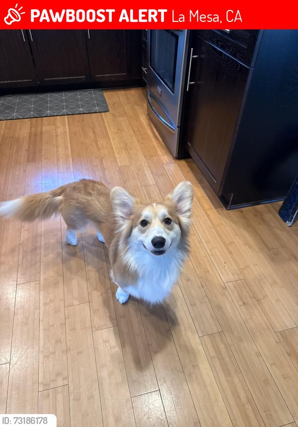 Lost Male Dog last seen Near pasadena Ave, La Mesa, CA 91941