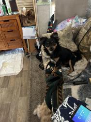 Lost Male Dog last seen 6th and butterfield, Weiser, ID 83672