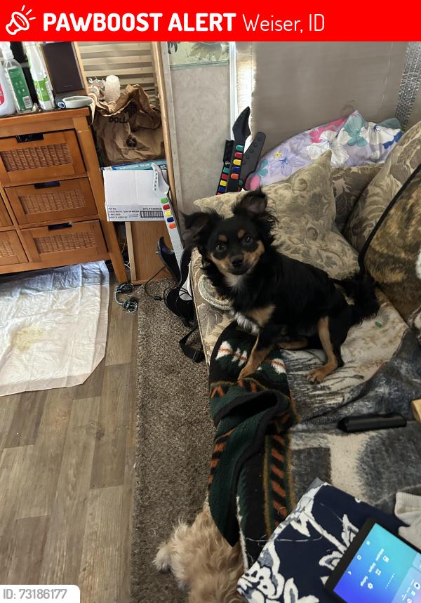 Lost Male Dog last seen 6th and butterfield, Weiser, ID 83672