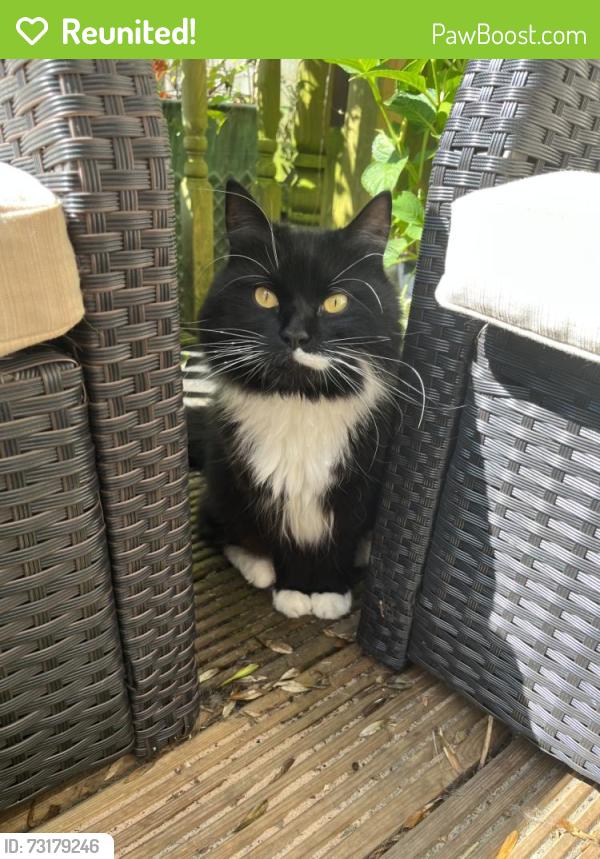 Reunited Female Cat last seen Goff Lane, near Caldecott avenue, Goffs Oak, England 
