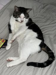 Lost Male Cat last seen Allies pl y courage st., Moreno Valley, CA 92553