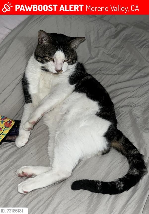 Lost Male Cat last seen Allies pl y courage st., Moreno Valley, CA 92553