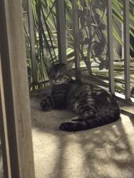Found/Stray Unknown Cat last seen Lucerne and N Ocean Breeze. Been feeding for a week or 2 if him, Lake Worth Beach, FL 33460