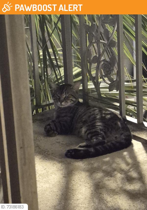 Found/Stray Unknown Cat last seen Lucerne and N Ocean Breeze. Been feeding for a week or 2 if him, Lake Worth Beach, FL 33460
