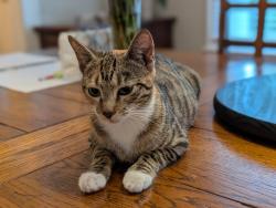 Reunited Female Cat last seen E Ridgewood st and Fern Creek Ave, Orlando, FL 32803