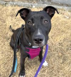 Shelter Stray Female Dog last seen Near block 35th Ave SW, Seattle, WA, 2061 15th Ave W, Seattle, WA 98119, USA