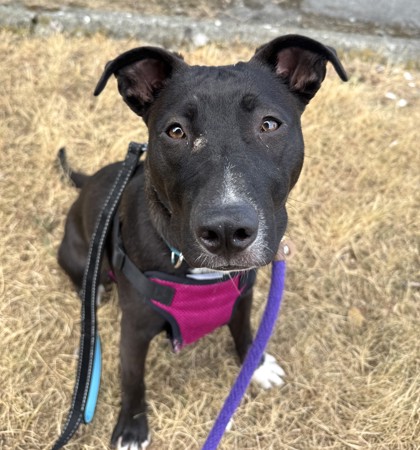 Shelter Stray Female Dog last seen Near block 35th Ave SW, Seattle, WA, 2061 15th Ave W, Seattle, WA 98119, USA
