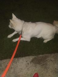 Found/Stray Female Dog last seen Near Lester ave San José CA 95125, San Jose, CA 95125
