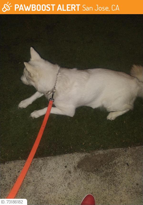 Found/Stray Female Dog last seen Near Lester ave San José CA 95125, San Jose, CA 95125