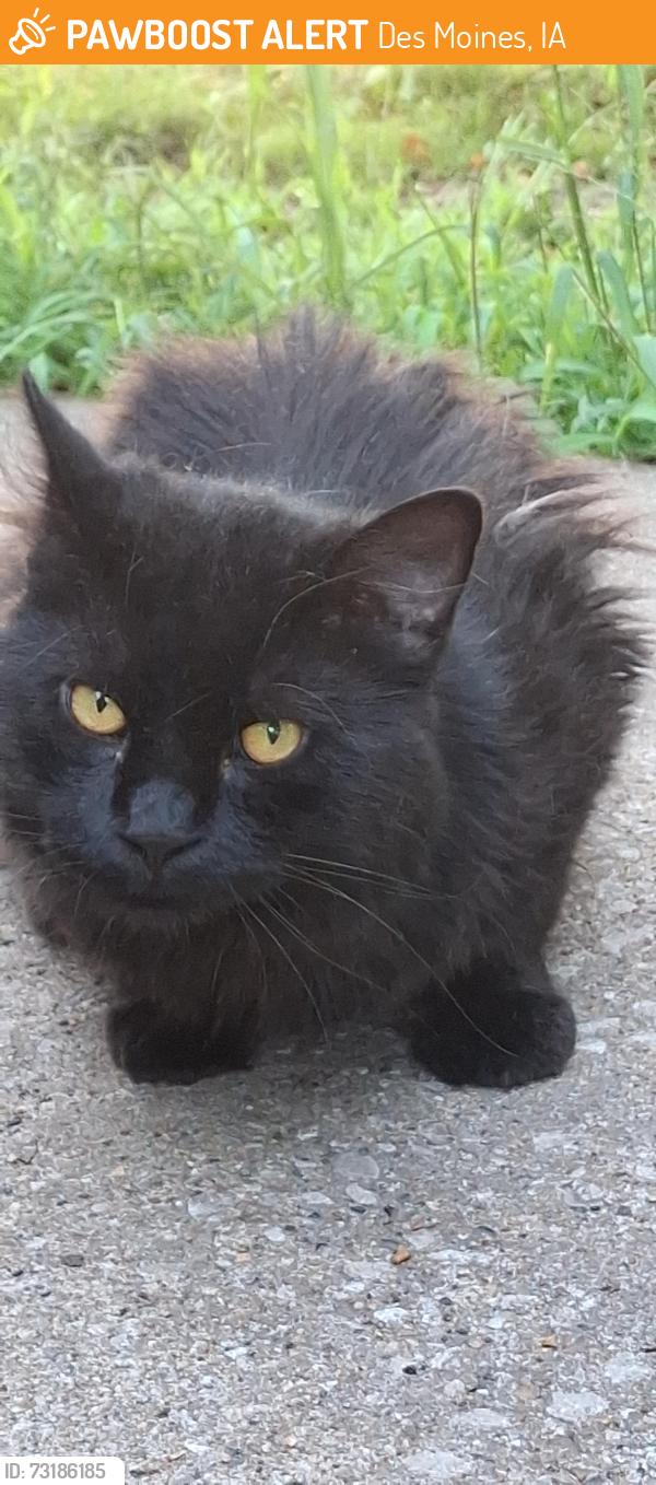 Found/Stray Male Cat last seen Hubbell.& E.29th, Des Moines, IA 50317