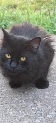 Found/Stray Male Cat last seen Hubbell.& E.29th, Des Moines, IA 50317