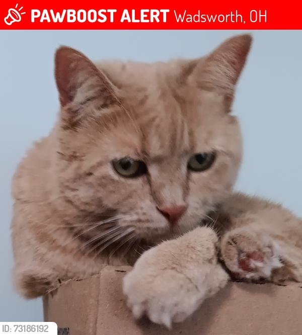 Lost Female Cat last seen Hidden Valley. Eric Lane, Wadsworth, OH 44281