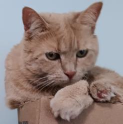 Lost Female Cat last seen Hidden Valley. Eric Lane, Wadsworth, OH 44281