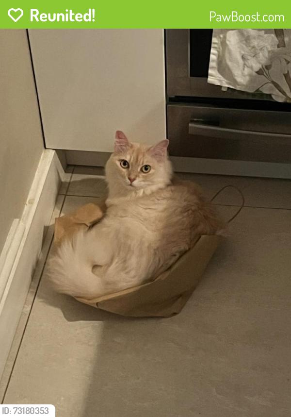 Reunited Female Cat last seen Beaufort Street, Greater London, England SW3 6BU