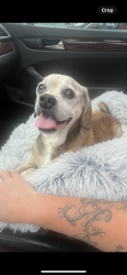 Lost Male Dog last seen Perry/Clay close to dominos on Dixie., Vandalia, OH 45377