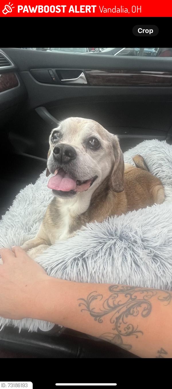 Lost Male Dog last seen Perry/Clay close to dominos on Dixie., Vandalia, OH 45377