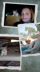 Lost Female Cat last seen Dayton's bluff, Saint Paul, MN 55106