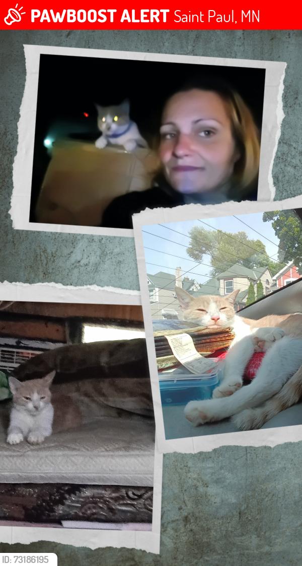 Lost Female Cat last seen Dayton's bluff, Saint Paul, MN 55106