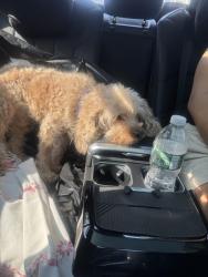 Lost Male Dog last seen East Flatbush, Brooklyn, NY 11203