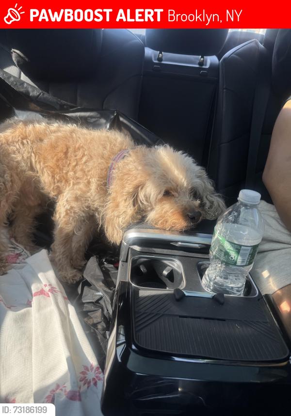Lost Male Dog last seen East Flatbush, Brooklyn, NY 11203