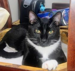 Reunited Male Cat last seen Alta drive and Lorenzi st, Las Vegas, NV 89107