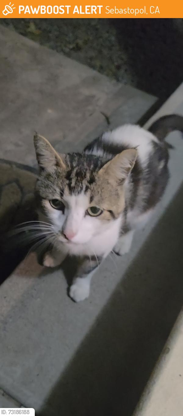 Found/Stray Male Cat last seen Lynch rd and 116, Sebastopol, CA 95472