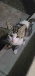 Found/Stray Male Cat last seen Lynch rd and 116, Sebastopol, CA 95472