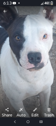 Lost Male Dog last seen Circle k in barstow, Vancouver, BC 