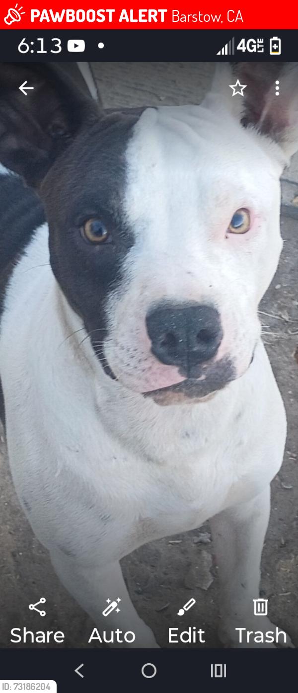 Lost Male Dog last seen Circle k in barstow, Vancouver, BC 