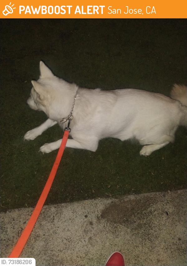 Found/Stray Female Dog last seen Lincoln and Lester, San Jose, CA 95125