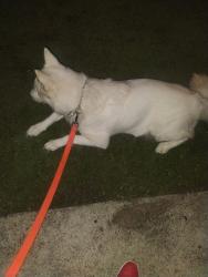 Found/Stray Female Dog last seen Lincoln and Lester, San Jose, CA 95125