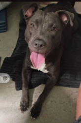 Reunited Female Dog last seen Near N Federal Hwy Dania Beach, FL, Dania Beach, FL 33004