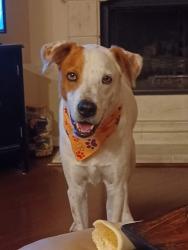 Reunited Male Dog last seen Near Morning Gale Ln Katy TX, Katy, TX 77494