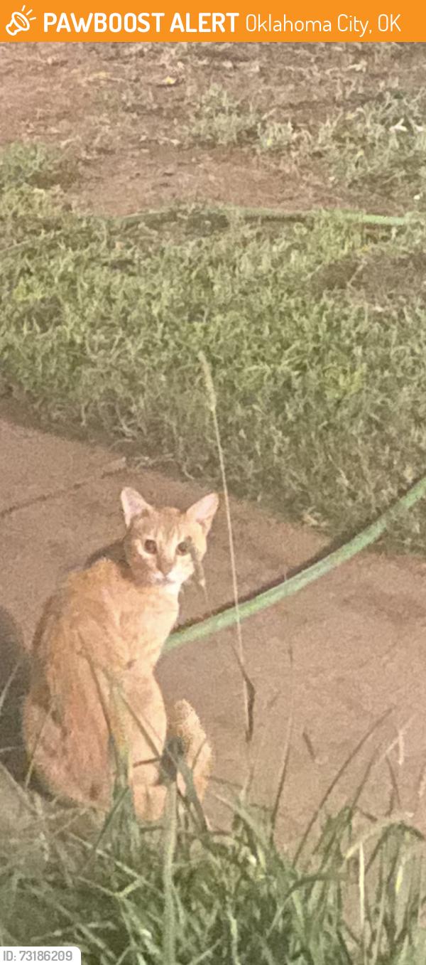 Found/Stray Unknown Cat last seen Hefner and North Pennsylvania, Oklahoma City, OK 73120