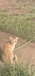 Found/Stray Unknown Cat last seen Hefner and North Pennsylvania, Oklahoma City, OK 73120
