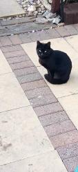 Lost Male Cat last seen Harold Crescent, Essex, England 