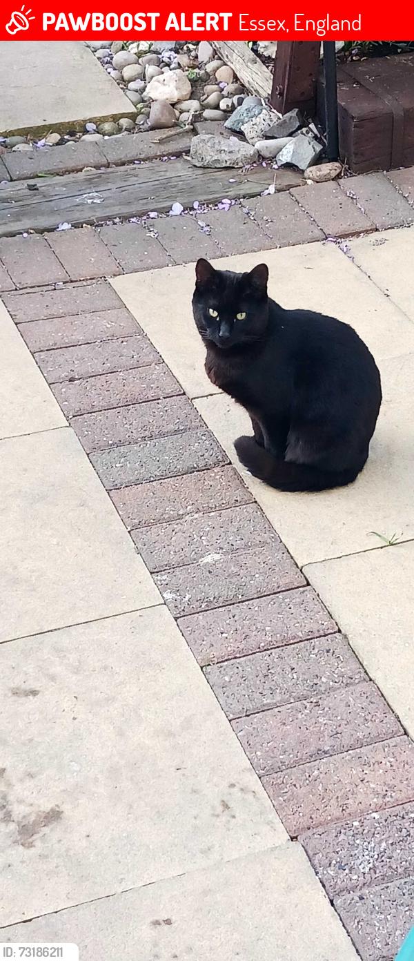 Lost Male Cat last seen Harold Crescent, Essex, England 