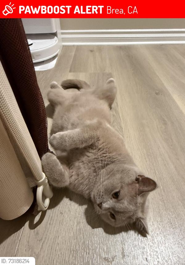 Lost Male Cat last seen Las Lomas, Brea, CA 92821